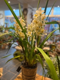 Large cymbidium orchid plant