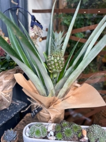 Pineapple plant