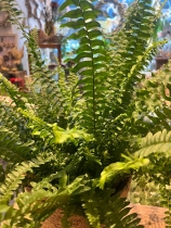 Fern