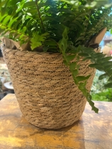 Fern