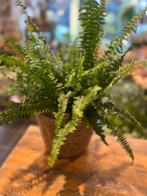 Fern