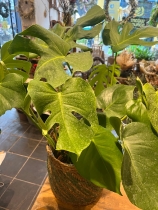 Cheese plant