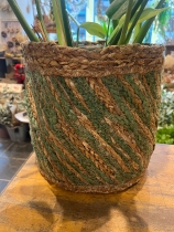 Cheese plant