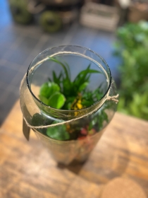 Large terrarium
